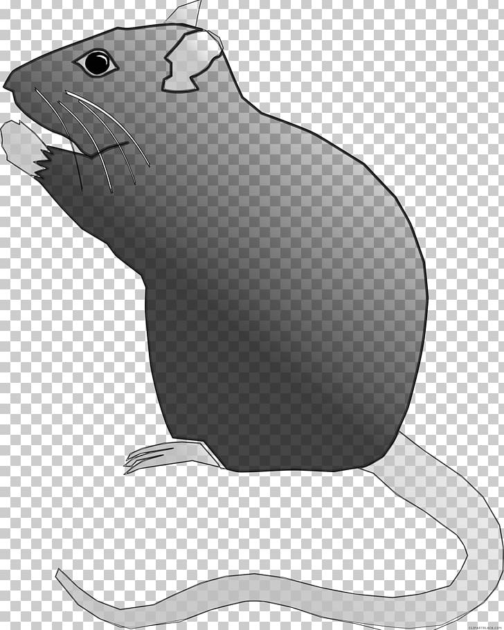 Laboratory Rat Rodent PNG, Clipart, Beaver, Black And White, Carnivoran, Computer Icons, Drawing Free PNG Download