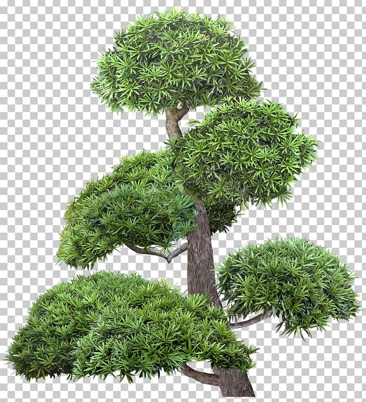 Tree Shrub Raster Graphics PNG, Clipart, Bonsai, Branch, Broadleaved Tree, Clip Art, Computer Icons Free PNG Download
