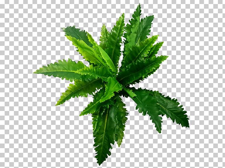 Video GIF Fern Portable Network Graphics PNG, Clipart, Animation, Cartoon, Display Resolution, Fern, Hemp Free PNG Download