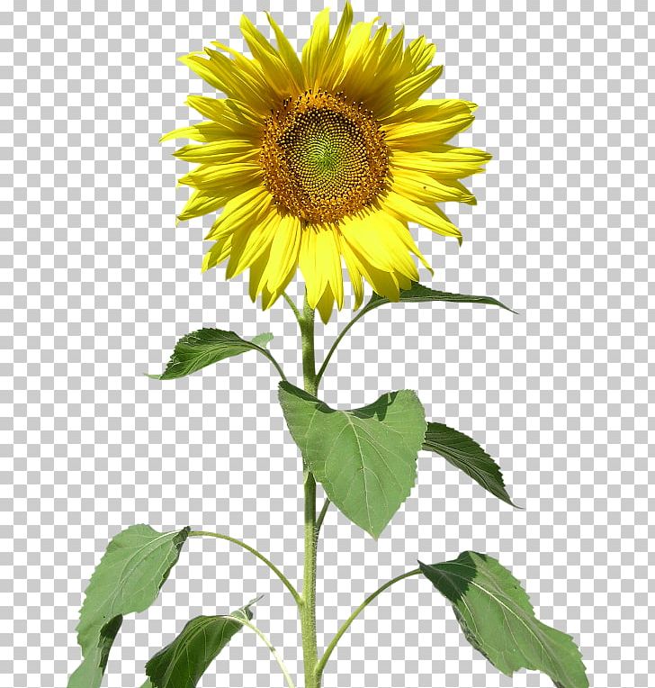 Common Sunflower Raster Graphics Sunflower Seed PNG, Clipart, Common Sunflower, Daisy Family, Drawing, Flower, Flower Bouquet Free PNG Download