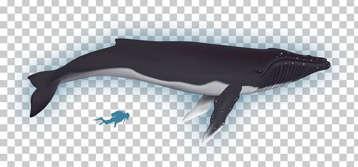 Fauna Animal PNG, Clipart, Animal, Arctic, Baffin, Bay, Dolphin Free PNG Download