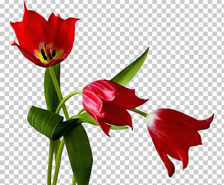 Montpellier Week PNG, Clipart, Amaryllis Belladonna, Amaryllis Family, Blog, Cut Flowers, Flower Free PNG Download