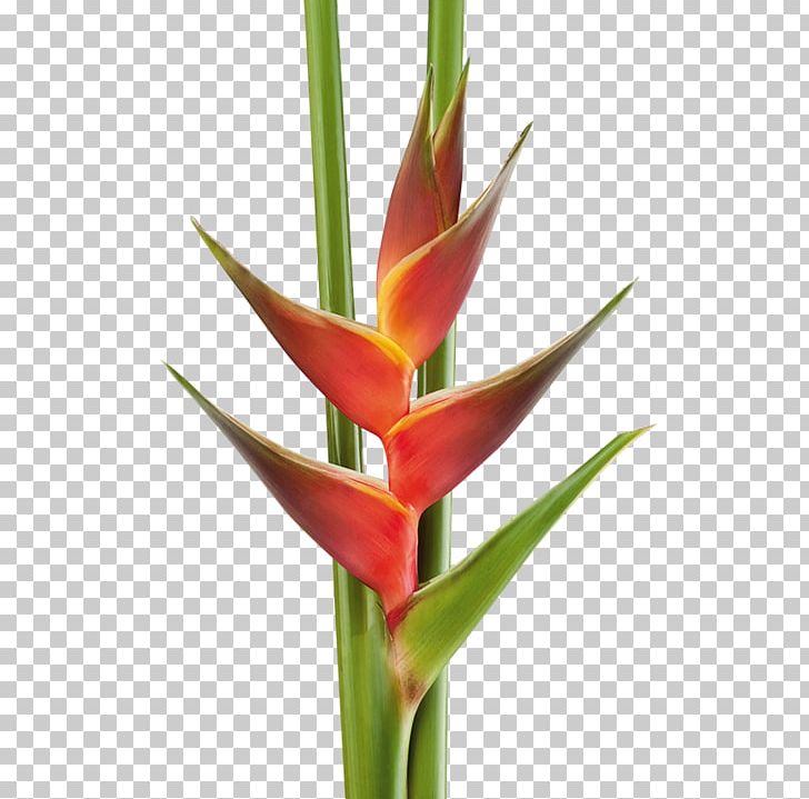 Cut Flowers Heliconia Bihai Strelitzia Reginae Plant Stem PNG, Clipart, Bird Of Paradise Flower, Bud, Cleistogamy, Cut Flowers, Flower Free PNG Download