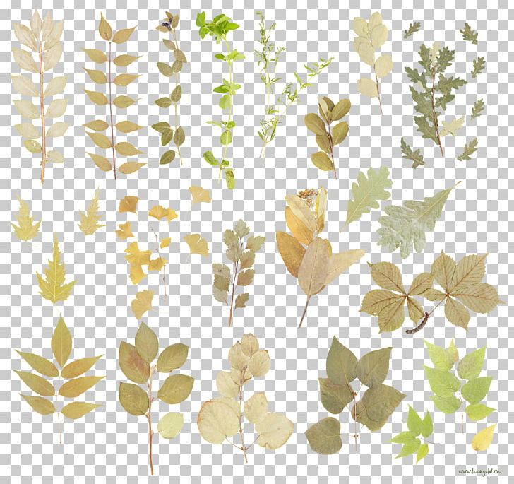 Leaf Floral Design PNG, Clipart, Branch, Butterfly, Download, Fauna, Flora Free PNG Download