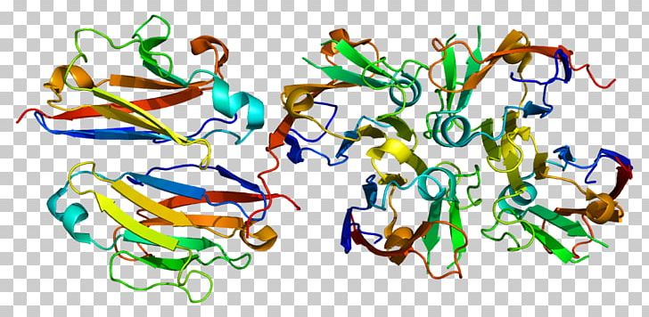 Polymeric Immunoglobulin Receptor Protein Antibody Wikipedia Immunoglobulin A PNG, Clipart, Antibody, Art, Encyclopedia, Gene, Immunoglobulin A Free PNG Download