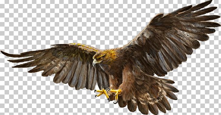 Bald Eagle Bird Golden Eagle PNG, Clipart, Accipitriformes, Animal, Animals, Bald Eagle, Beak Free PNG Download