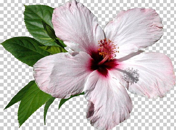 Herbaceous Plant Others Annual Plant PNG, Clipart, Annual Plant, Art, China Rose, Chinese Hibiscus, Clip Art Free PNG Download