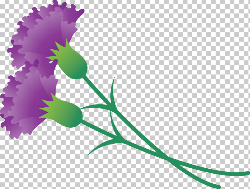 Mothers Day Carnation Mothers Day Flower PNG, Clipart, Flower, Morning Glory, Mothers Day Carnation, Mothers Day Flower, Pedicel Free PNG Download