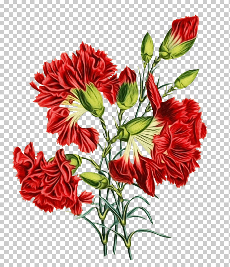 Flower Plant Cut Flowers Carnation Red PNG, Clipart, Bouquet, Carnation, Cut Flowers, Dianthus, Flower Free PNG Download