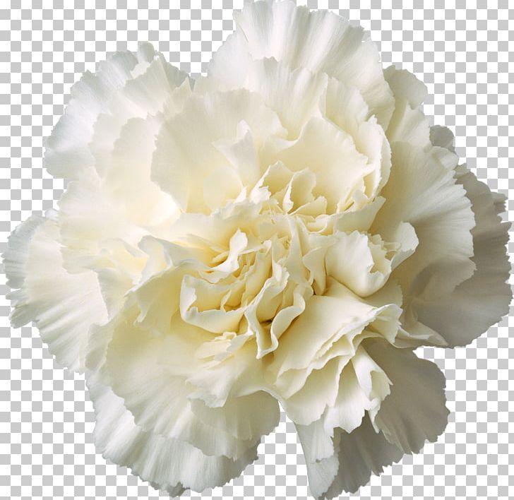 Carnation Cut Flowers White Yellow PNG, Clipart, Birth Flower, Blue, Carnation, Color, Cut Flowers Free PNG Download
