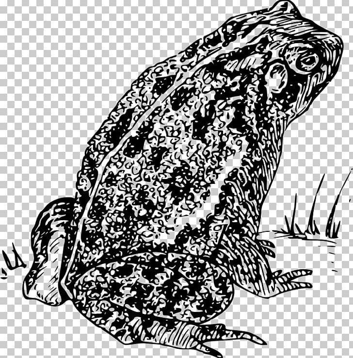 Frog Amphibian PNG, Clipart, American Toad, Amphibian, Animals, Art, Black And White Free PNG Download
