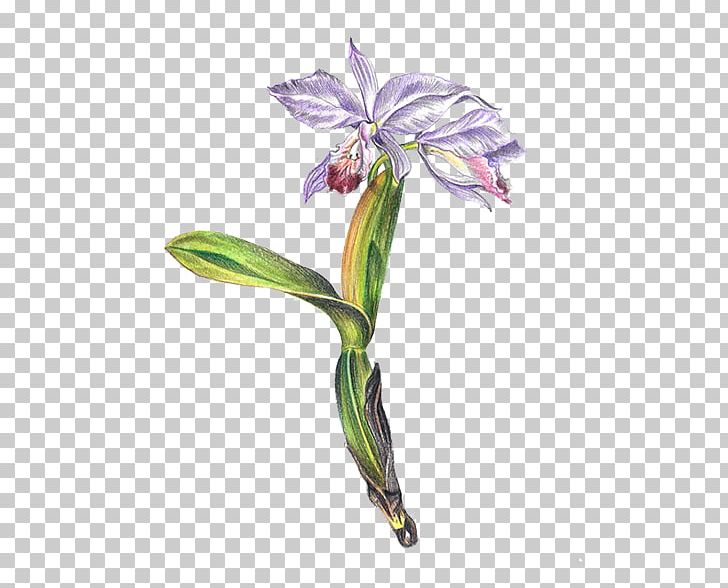 Jersey Lily Cut Flowers Cattleya Orchids Plant Stem Belladonna PNG, Clipart, Amaryllis, Amaryllis Belladonna, Belladonna, Botanical, Cattleya Free PNG Download