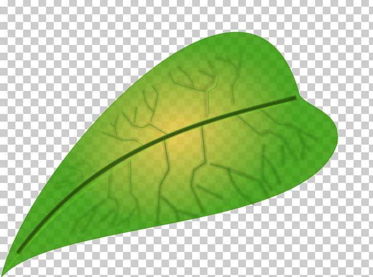 Leaf Biology PNG, Clipart, Big Leaves Cliparts, Biology, Euclidean Vector, Free Content, Grass Free PNG Download