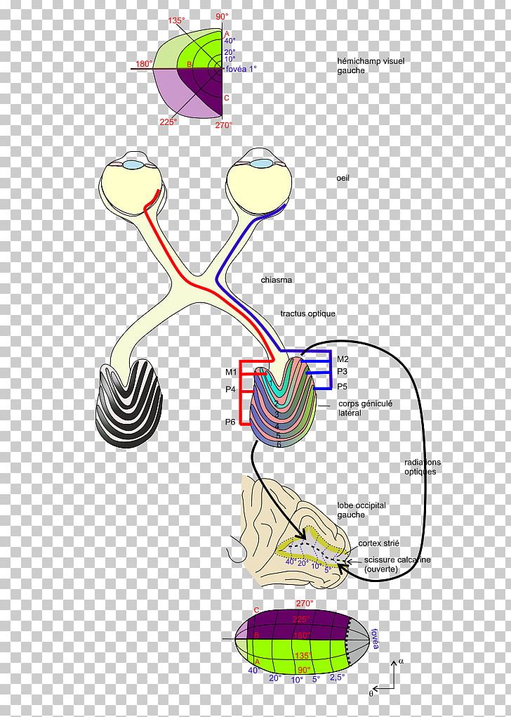 Organism PNG, Clipart, Area, Art, Cortical, Diagram, Graphic Design Free PNG Download