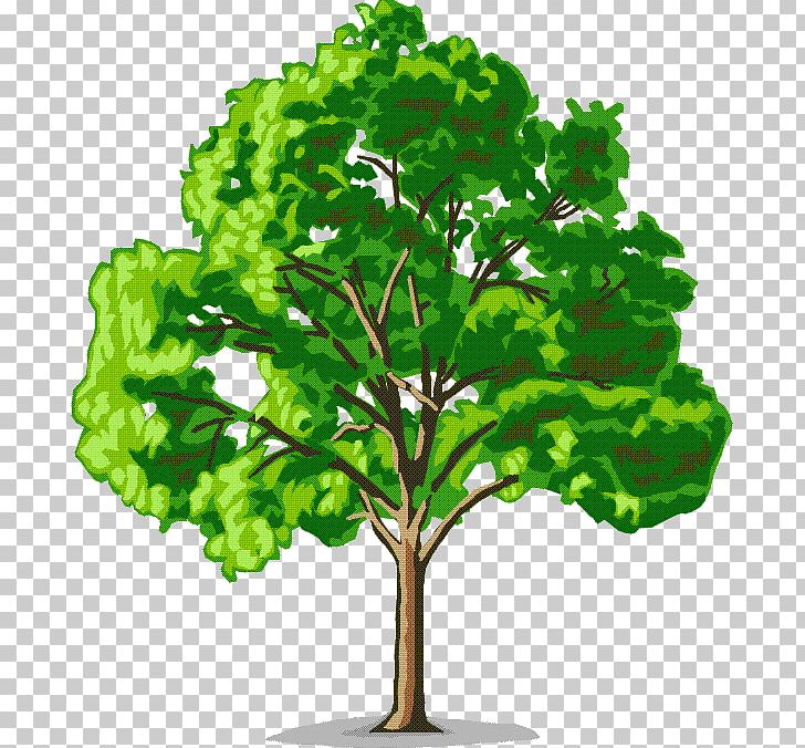 Tree American Elm Cedar Elm PNG, Clipart, Acorn, American Elm, American Sycamore, Branch, Cedar Elm Free PNG Download