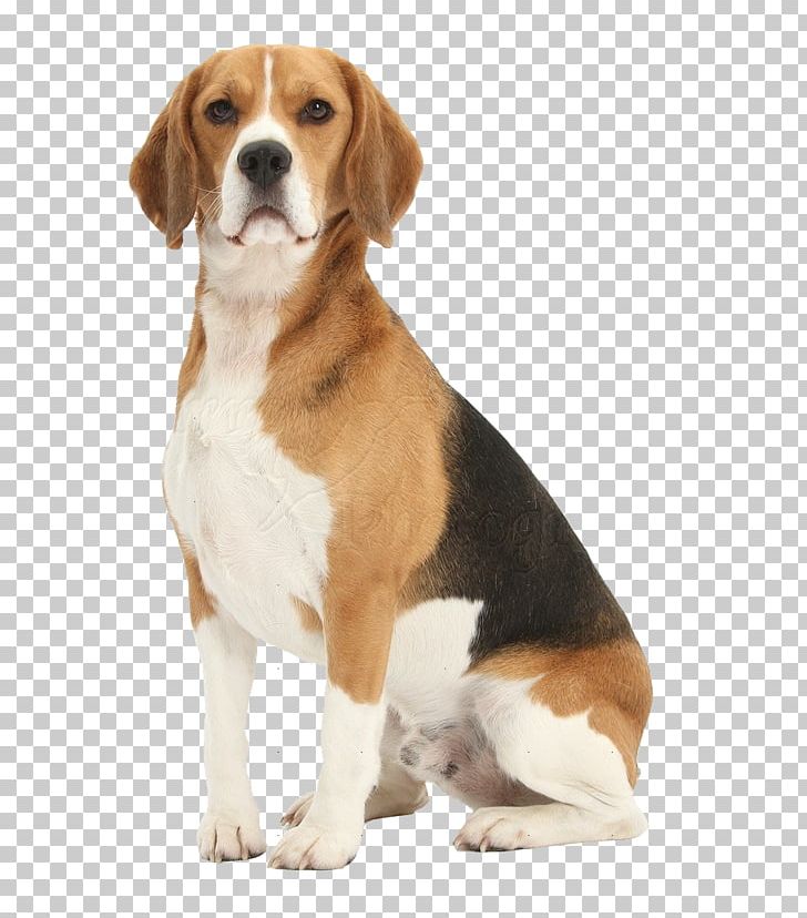 Beagle Pet Sitting Jack Russell Terrier Puppy German Shepherd PNG, Clipart, American Foxhound, Animals, Border Collie, Carnivoran, Companion Dog Free PNG Download