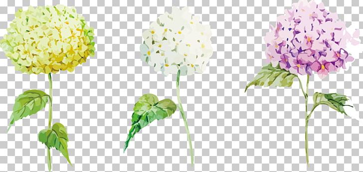 Hydrangea Stock Photography PNG, Clipart, Color, Cut Flowers, Decorative Patterns, Drawing, Flower Free PNG Download