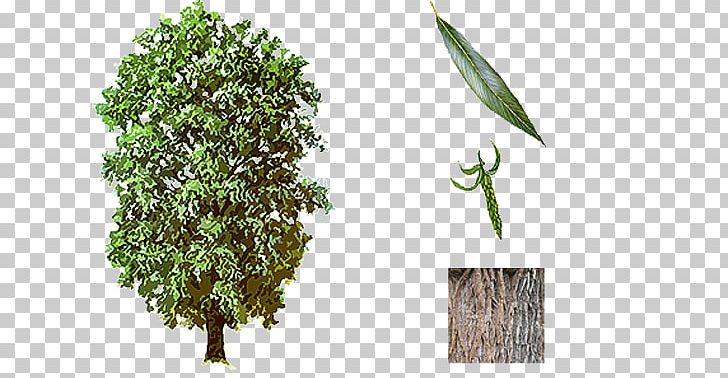Weeping Willow Tree Shrub Branch Dioecy PNG, Clipart, Aan, Alder, Blo, Branch, Deciduous Free PNG Download