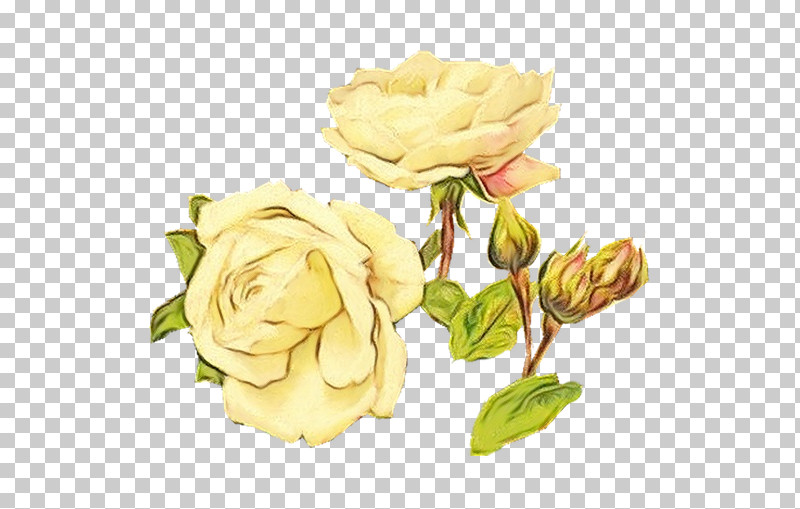 Garden Roses PNG, Clipart, Floribunda, Flower, Garden Roses, Julia Child Rose, Paint Free PNG Download