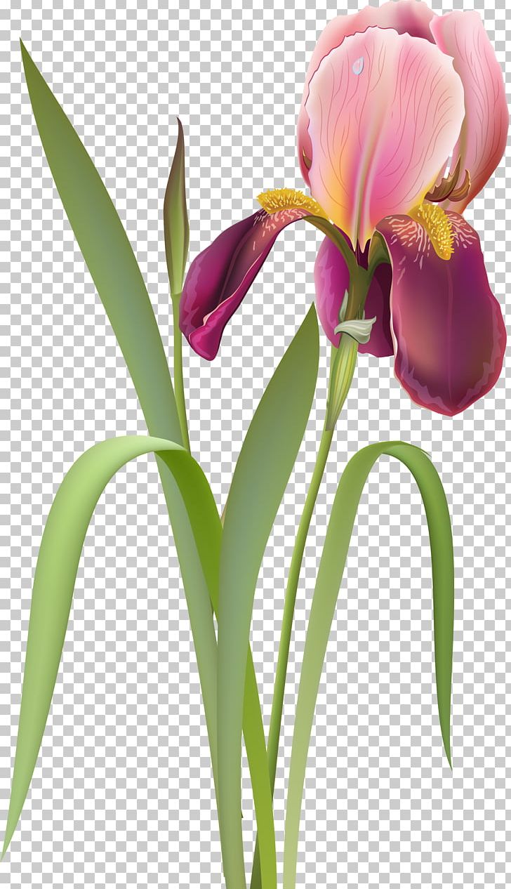 Cut Flowers Tulip PNG, Clipart, Bud, Cattleya, Clip Art, Cut Flowers, Encapsulated Postscript Free PNG Download