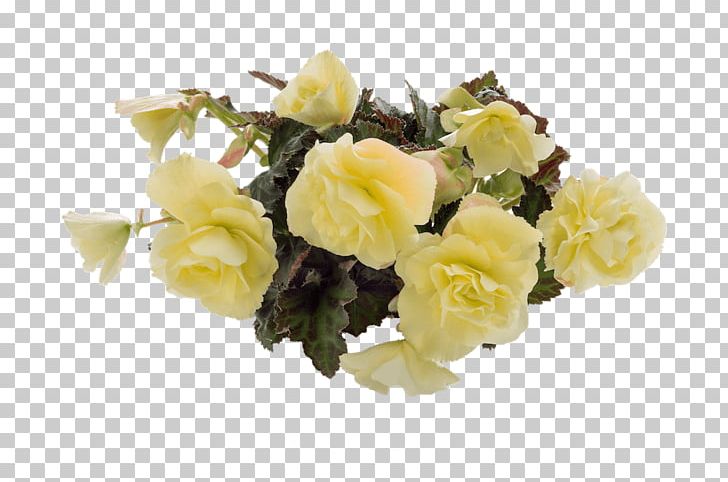 Garden Roses Cut Flowers White Color PNG, Clipart, Annual Plant, Artificial Flower, Bedding, Begonia, Color Free PNG Download