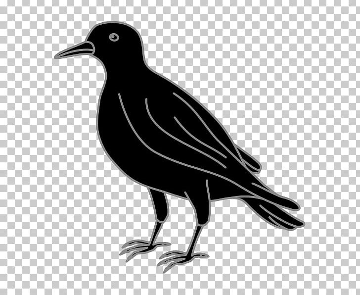 American Crow Light Color Black Rook PNG, Clipart, American Crow, Arm, Beak, Bird, Black Free PNG Download