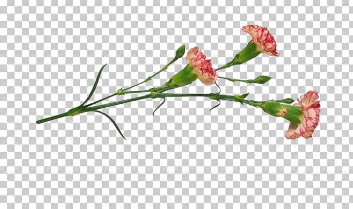 Carnation China Pink Flower Plant PNG, Clipart,  Free PNG Download
