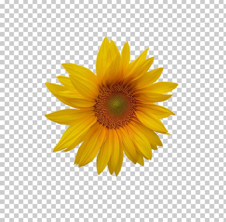 Common Sunflower Pseudanthium Sticker PNG, Clipart, Common Sunflower, Daisy, Daisy Family, Flower, Flowering Plant Free PNG Download