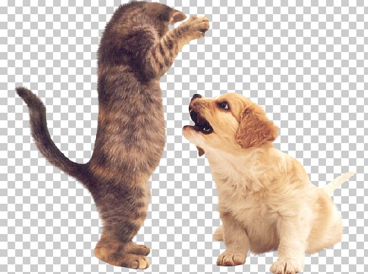 Puppy Kitten Cat Border Collie Pug PNG, Clipart, Animals, Border Collie, Carnivoran, Cat Like Mammal, Companion Dog Free PNG Download