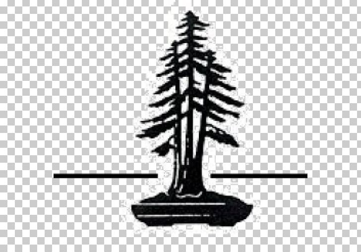 redwood tree silhouette
