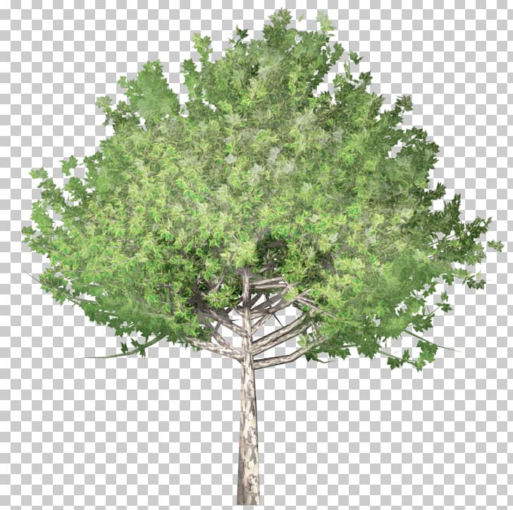 Tree Drawing PNG, Clipart, Arbor Day, Arbor Day Foundation, Branch, Clip Art, Conifer Free PNG Download