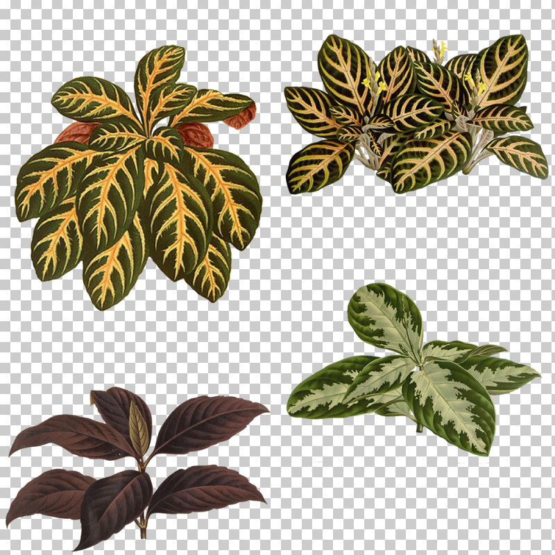 Leaf Plant Flower Arrowroot Family PNG, Clipart, Arrowroot Family, Flower, Leaf, Plant Free PNG Download