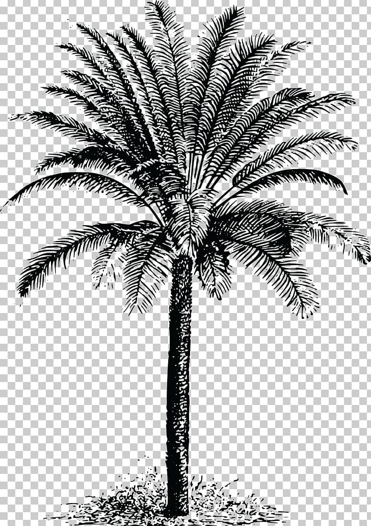 Cycad Drawing PNG, Clipart, Arecaceae, Arecales, Attalea Speciosa, Black And White, Borassus Flabellifer Free PNG Download
