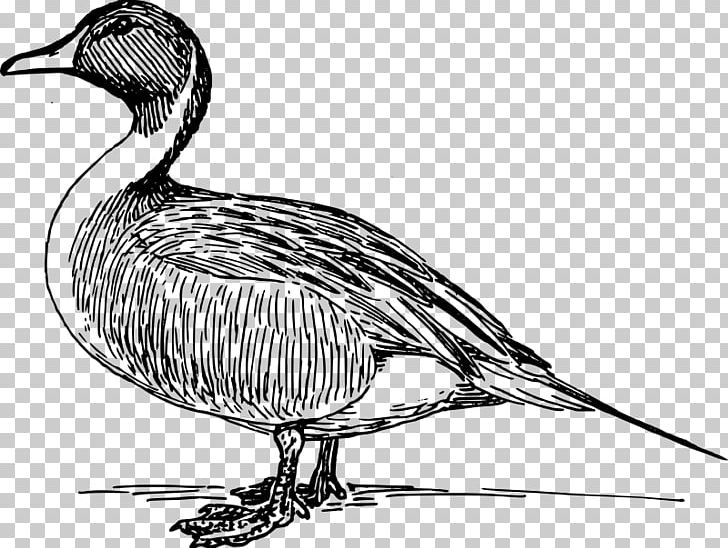 Donald Duck Mallard American Pekin PNG, Clipart, American Pekin, Animals, Artwork, Beak, Bird Free PNG Download