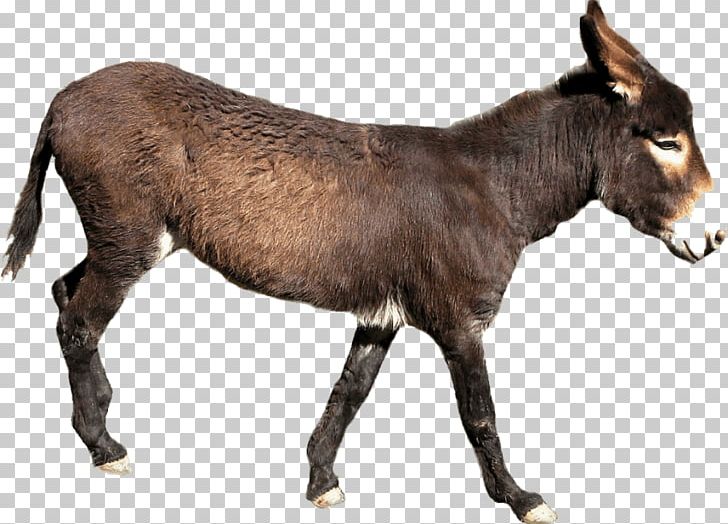 Donkey PNG, Clipart, Animal Figure, Animals, Computer Icons, Desktop Wallpaper, Document Free PNG Download