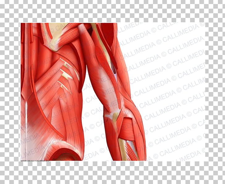 Shoulder Muscle Human Anatomy Arm PNG, Clipart, Abdomen, Anatomy, Arm, Blood Vessel, Coronal Plane Free PNG Download