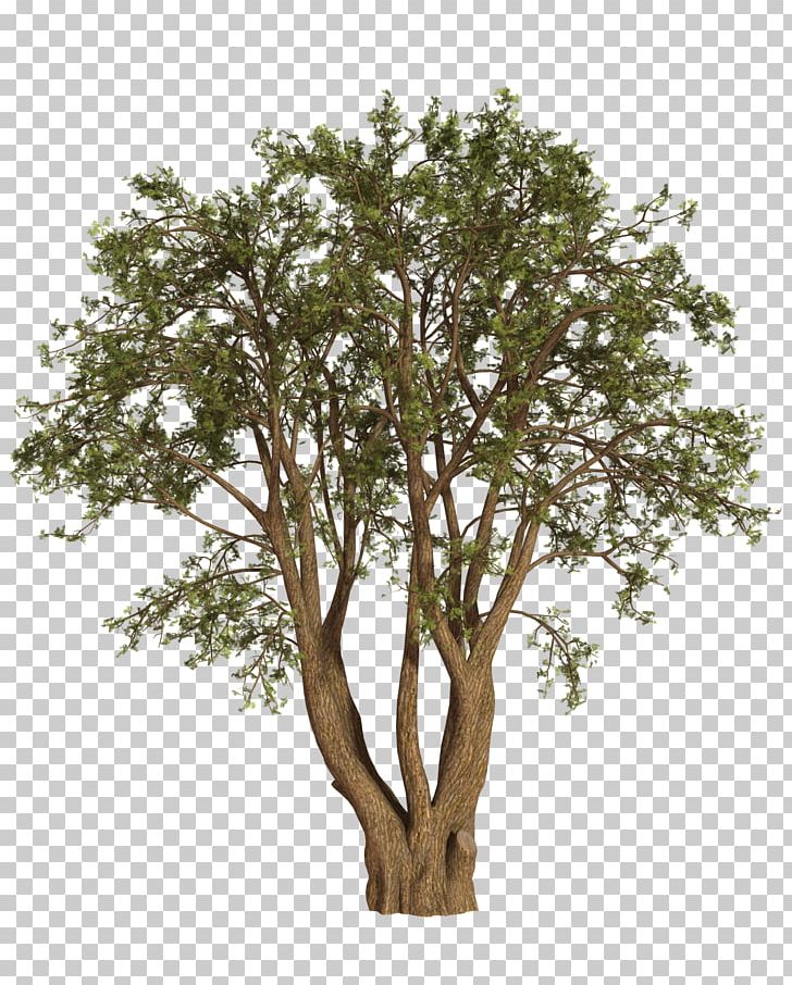Tree Shrub Oak Willow PNG, Clipart, Animal, Bear, Branch, Display Resolution, Japanese Free PNG Download