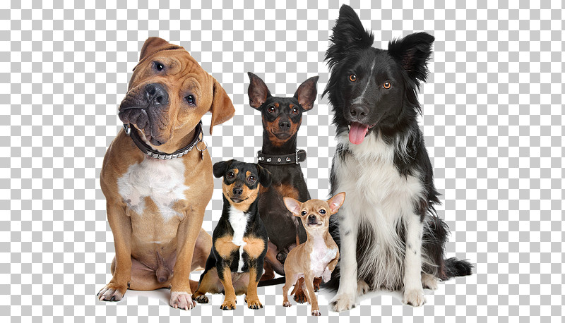 Dog Companion Dog Puppy Rare Breed (dog) Ancient Dog Breeds PNG, Clipart, Ancient Dog Breeds, Companion Dog, Dog, Dog Collar, Puppy Free PNG Download
