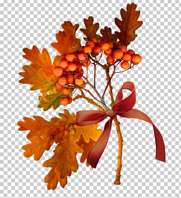Autumn YouTube Tree Leaf PNG, Clipart, Autumn, Branch, Daytime, Flower, Flowering Plant Free PNG Download