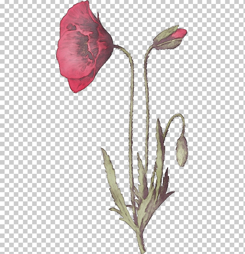 Rose PNG, Clipart, Bud, Cut Flowers, Family, Flower, Herbaceous Plant Free PNG Download