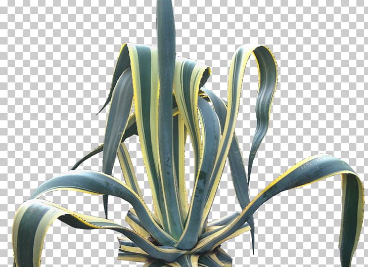 Centuryplant Agave Angustifolia Plant Stem Tree PNG, Clipart, Agave, Agave Angustifolia, Cactaceae, Cactus, Centuryplant Free PNG Download