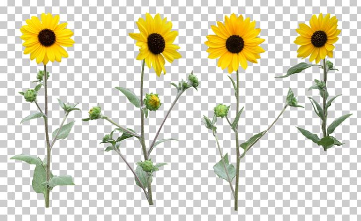 Common Sunflower PNG, Clipart, Annual Plant, Chamaemelum Nobile, Clip Art, Common Sunflower, Daisy Family Free PNG Download