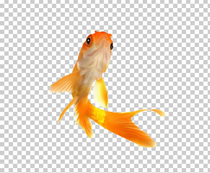 Photography Goldfish PNG, Clipart, Aquarium, Art, Bony Fish, Download, Drawing Free PNG Download