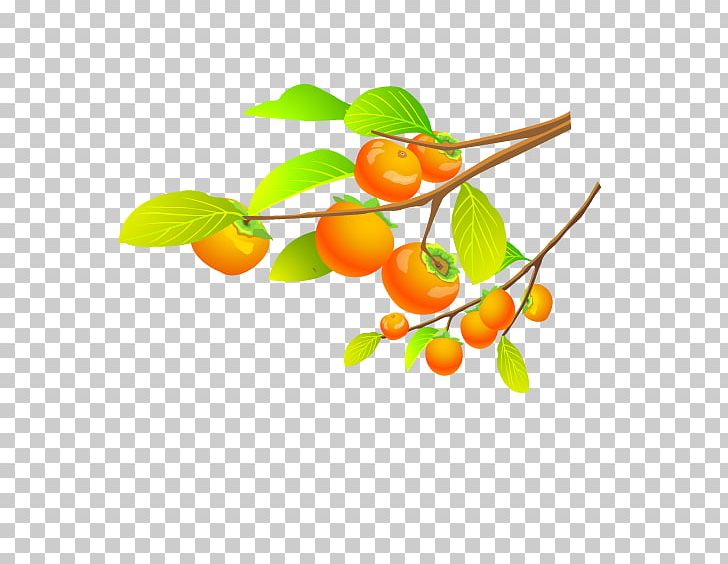 Tangerine Persimmon Fruit Tree PNG, Clipart, Apple Fruit, Auglis, Branch, Branches And Leaves, Citrus Free PNG Download