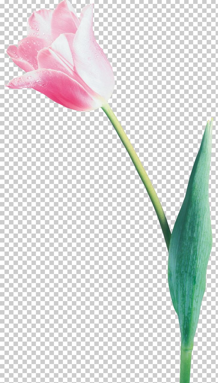 Tulip Cut Flowers Blume PNG, Clipart, Blume, Bud, Charcoal, Cut Flowers, Drawing Free PNG Download