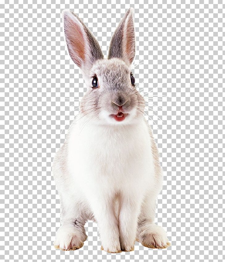 White Rabbit Hare European Rabbit PNG, Clipart, Animal, Animals, Bunny, Domestic Rabbit, Easter Bunny Free PNG Download