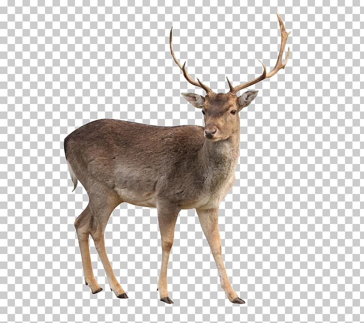 White-tailed Deer Moose Capreolinae PNG, Clipart, Animal, Animals, Antler, Antlers, Chital Free PNG Download