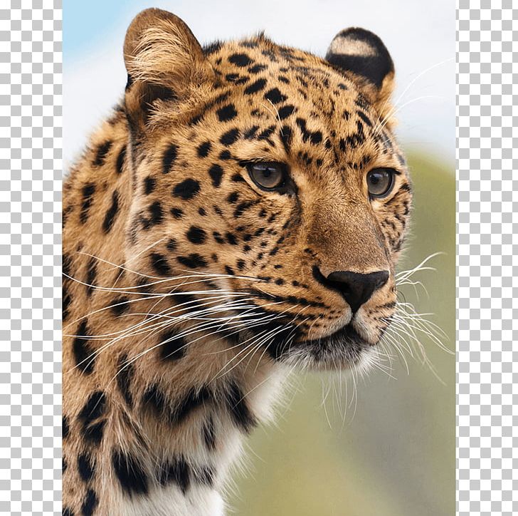 Cheetah Leopard Cougar Tiger Lion PNG, Clipart, Animal, Animals, Big Cat, Big Cats, Bitcoin Free PNG Download