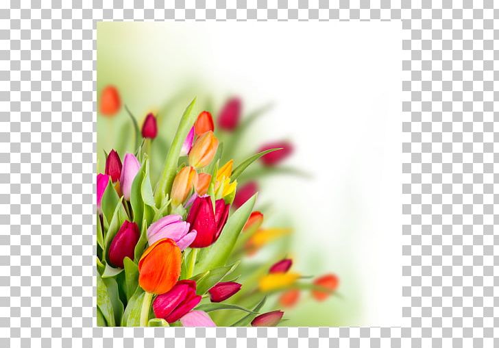 Tulip Butterfly Flower Bouquet Floral Design PNG, Clipart, Bouquet, Bud, Butterflies And Moths, Butterfly, Collection Free PNG Download