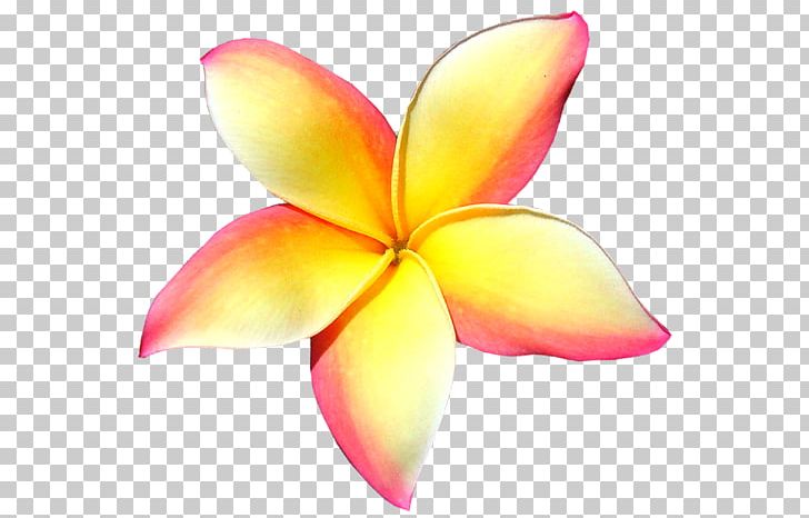 Frangipani Petal Flower PNG, Clipart, Apocynaceae, Clip Art, Exotic Flowers, Flower, Frangipani Free PNG Download